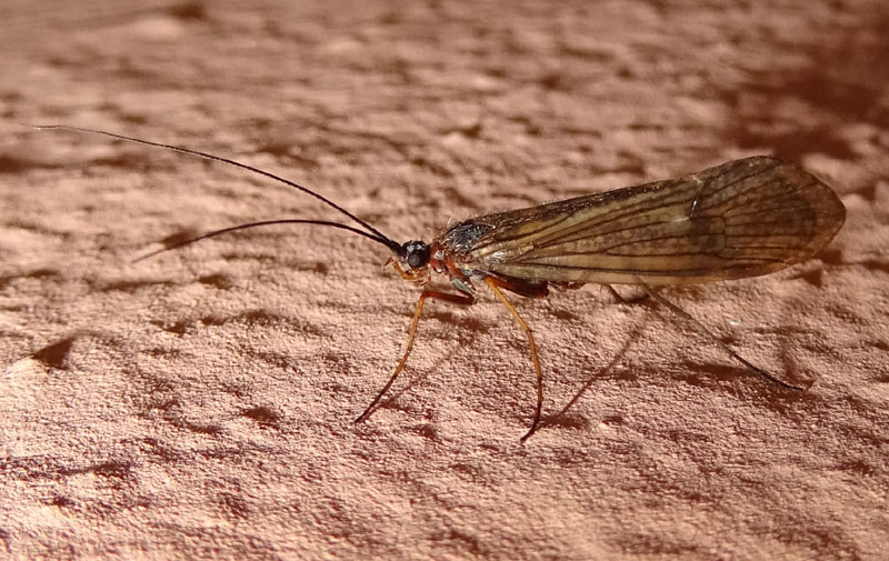 Limnephilidae: cfr. Melampophylax sp. di Pomarolo (TN)